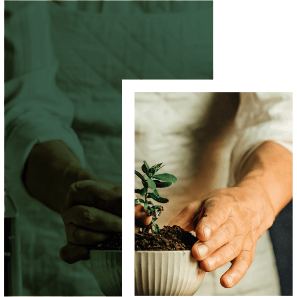 Acerca de Grupo Moringa